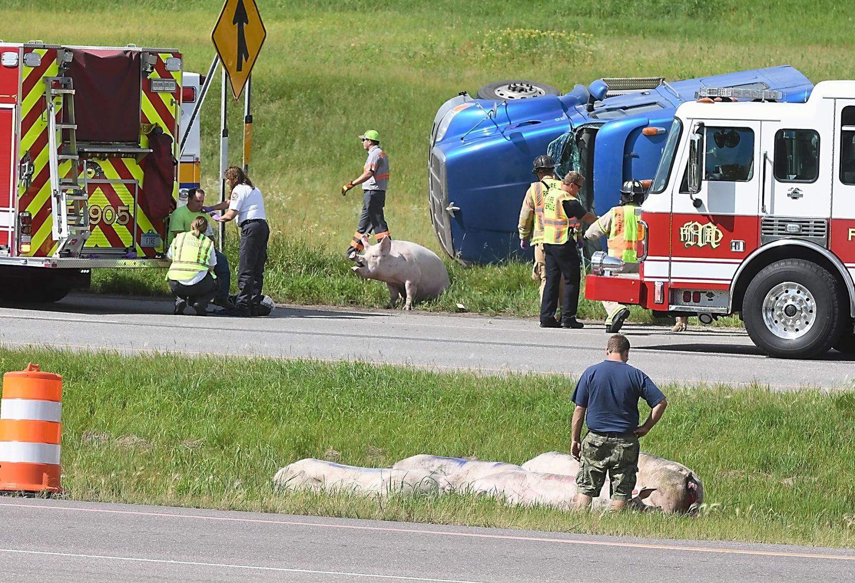 Pigs on Highway 169